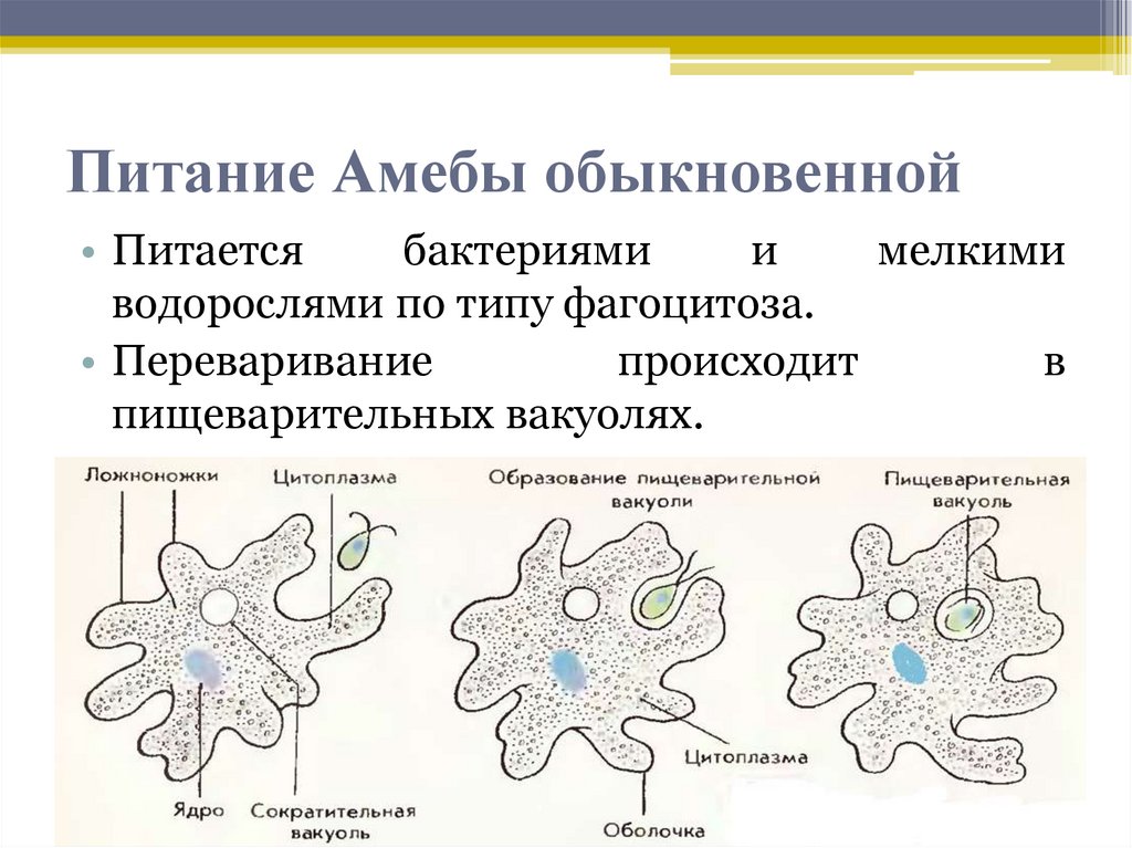 На рисунке изображено одно из проявлений жизнедеятельности амебы какое общее свойство живых