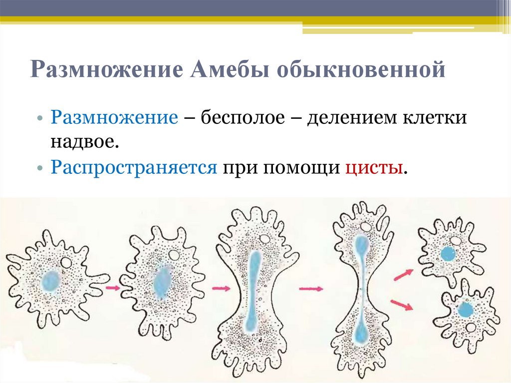 На рисунке изображен процесс иллюстрирующий присущее всем живым организмам свойство