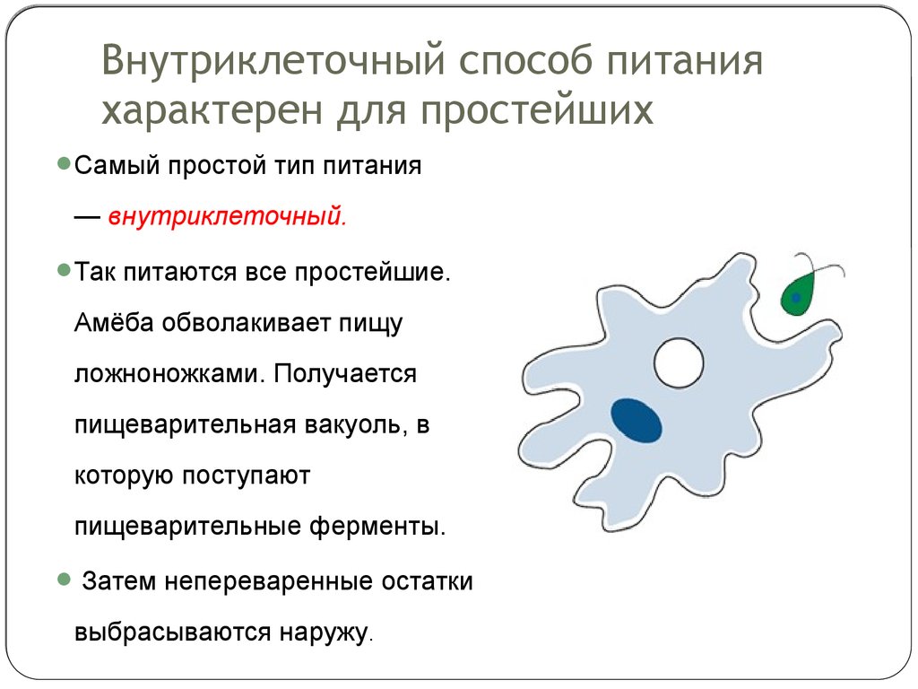 Питание амебы. Пищеварительная вакуоль у простейших функция. Пищеварительная вакуоль амебы функции. Классификация амебы обыкновенной. Тип питания амебы обыкновенной.