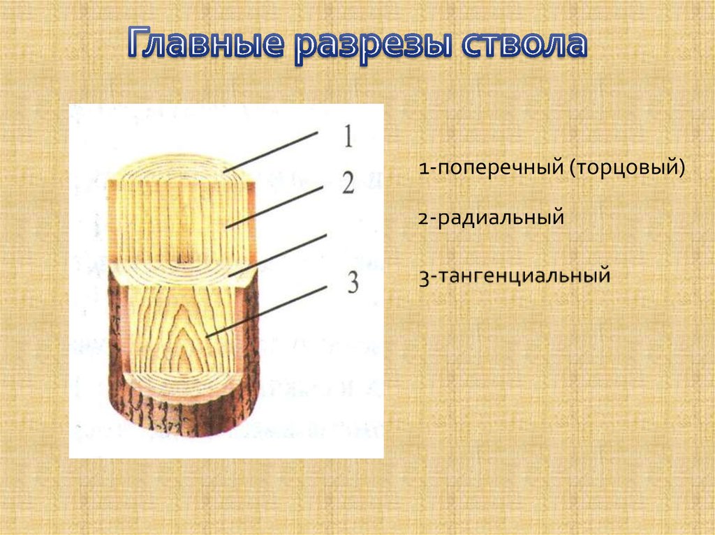 Тангенциальный рисунок шпона