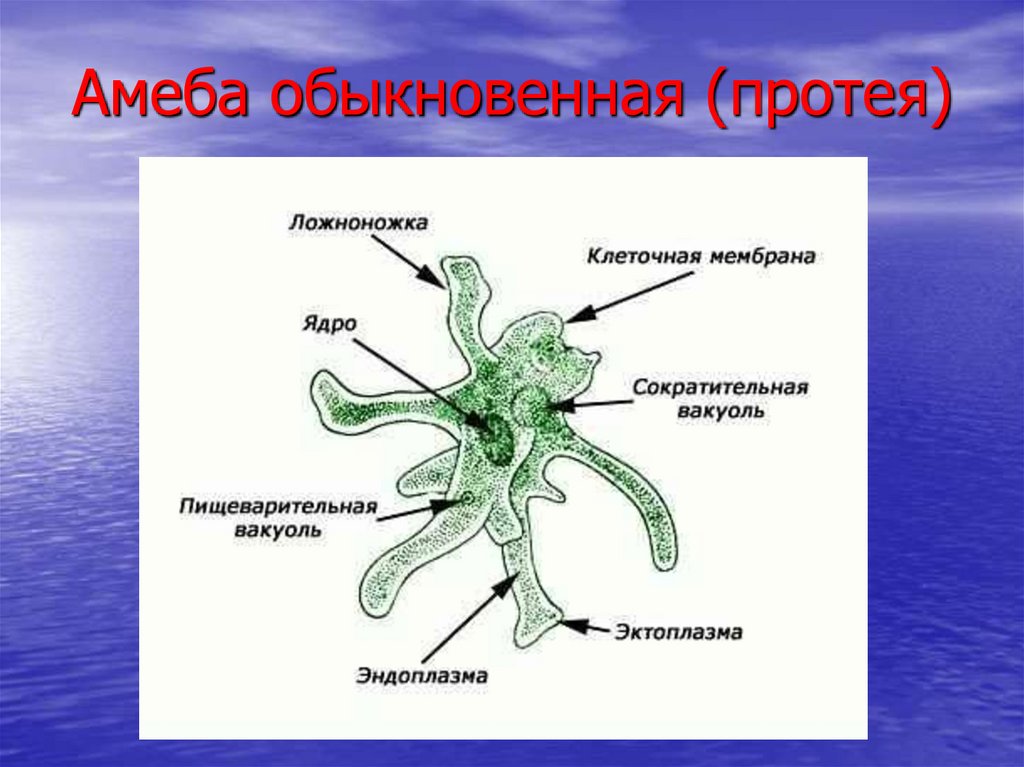 Амеба обыкновенная строение рисунок