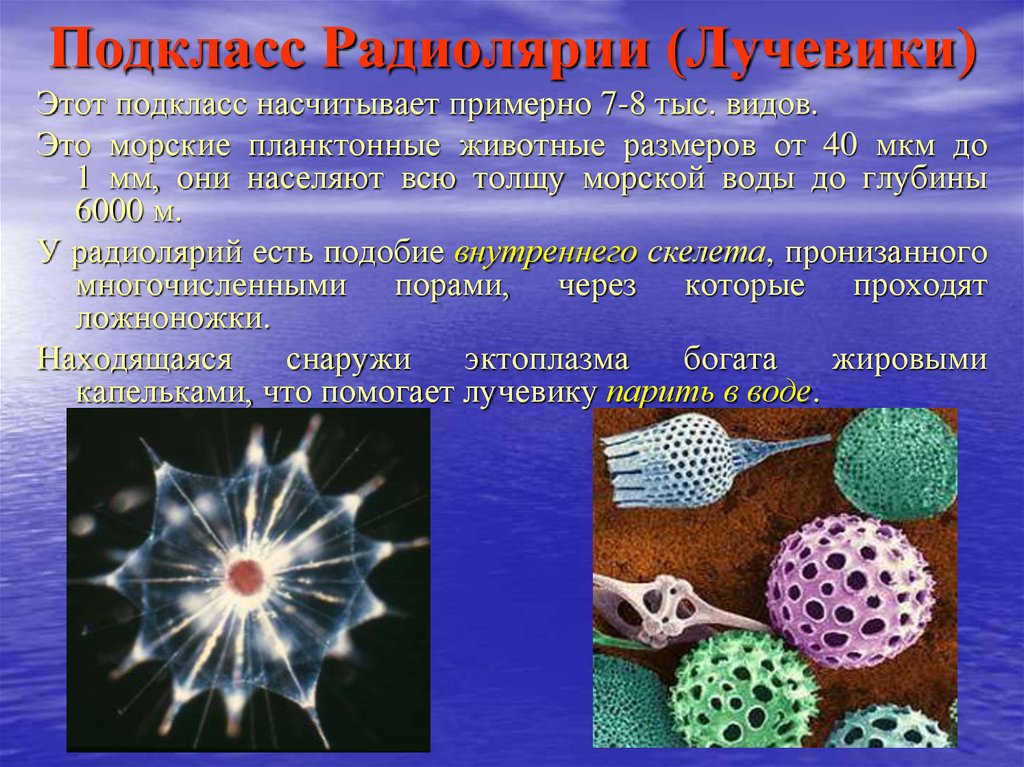 Какова роль в жизни одноклеточных организмов. Лучевики радиолярии. Подкласс радиолярии. Класс лучевики. Лучевики Подцарство.