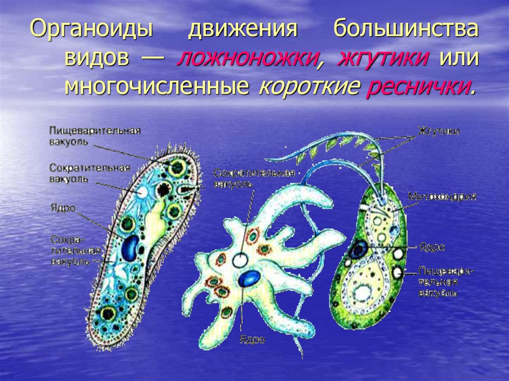 Самый простой одноклеточный организм. Органоиды движения псевдоподии. Органоиды движения одноклеточных животных. Одноклеточные животные с жгутиками. Органоиды одноклеточного животного.