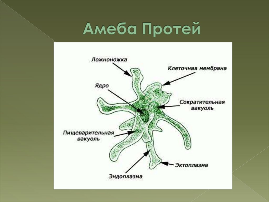 Строение амебы рисунок с подписями