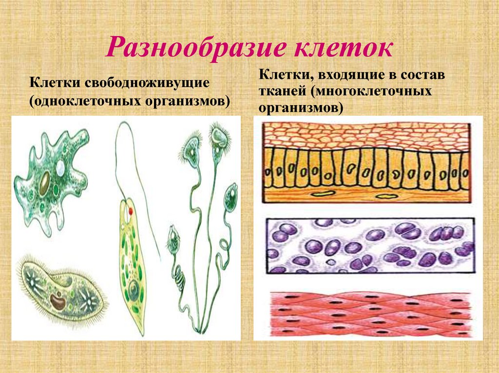 Какова роль клетки в одноклеточном организме. Клетки одноклеточных и многоклеточных организмов. Ткани одноклеточных организмов и многоклеточных организмов. Клетки свободноживущие и образующие ткани. Схема одноклеточные и многоклеточные организмы.