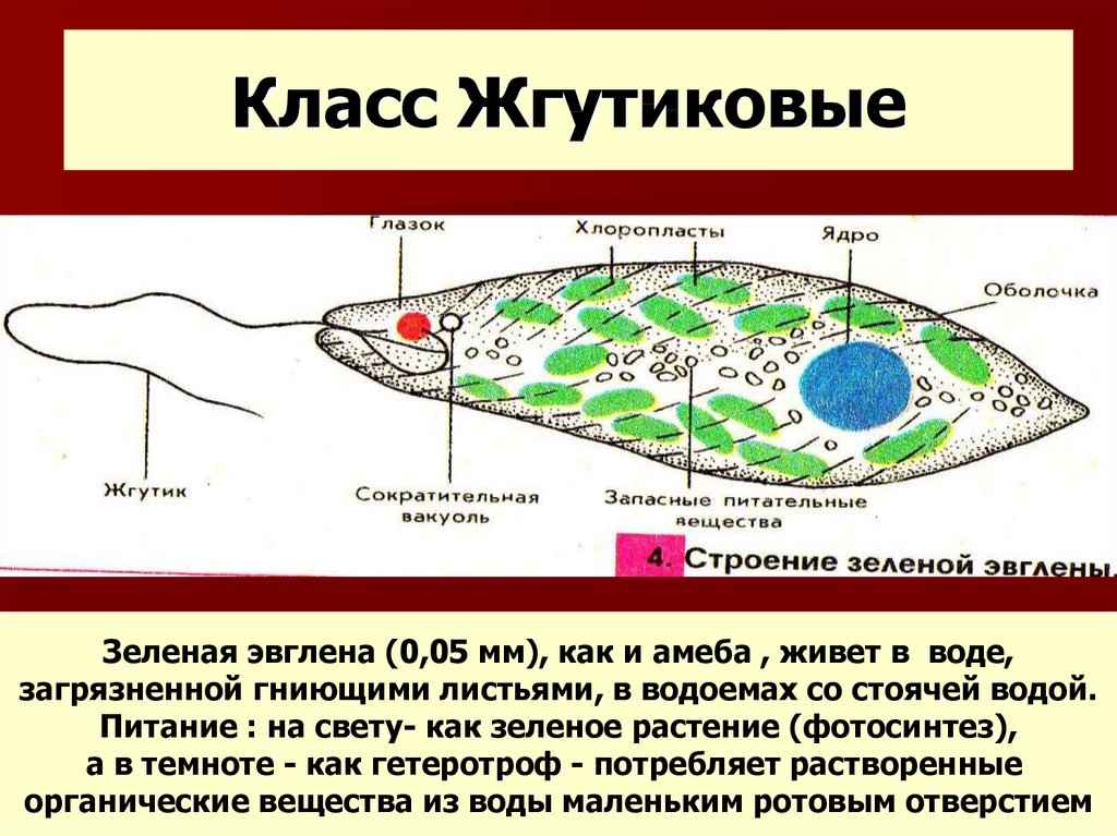 Жгутиковые. Класс жгутиковые эвглена зеленая. Класс жгутиковые 7 класс биология. Биология жгутиковые строение. Представители жгутиковых 7 класс биология.