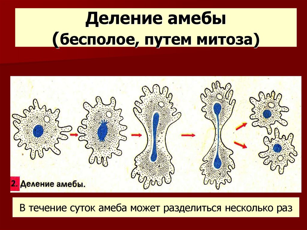 Каким путем происходит. Бинарное деление амебы. Деление амебы это бесполое размножение. Бесполое размножение амёбы. Процесс размножения амебы.