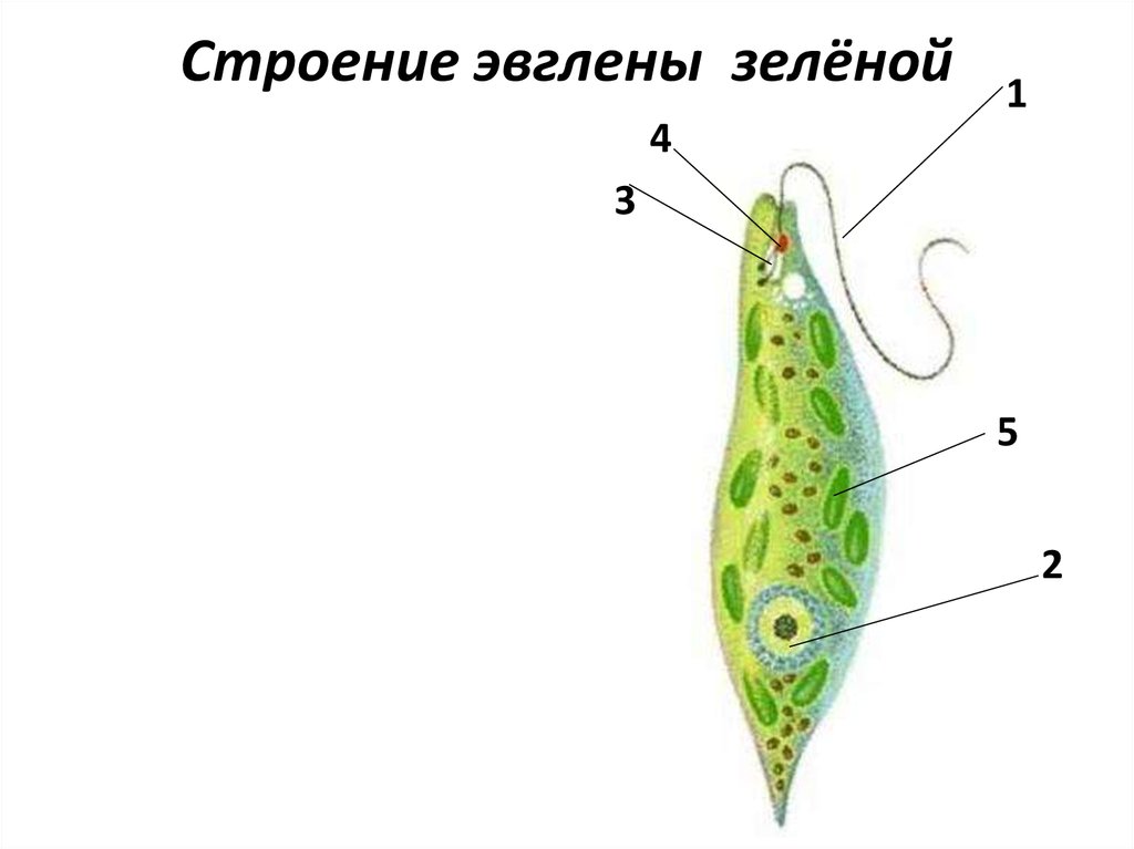 Как называется структура организма эвглены зеленой изображенная на рисунке под цифрой 2