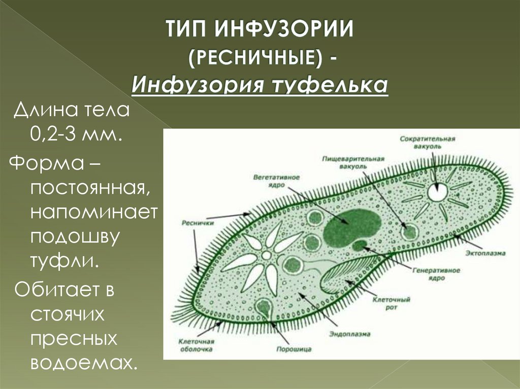 Тип инфузории