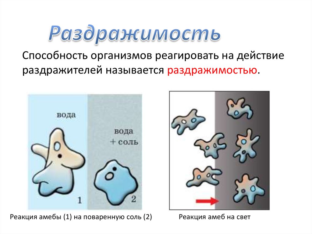 В изображенном на рисунке опыте экспериментатор поместил кристалл соли в каплю воды с живыми амебами