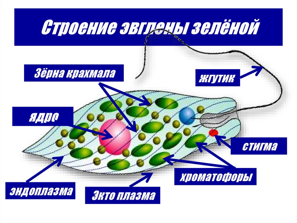 Схема эвглены зеленой