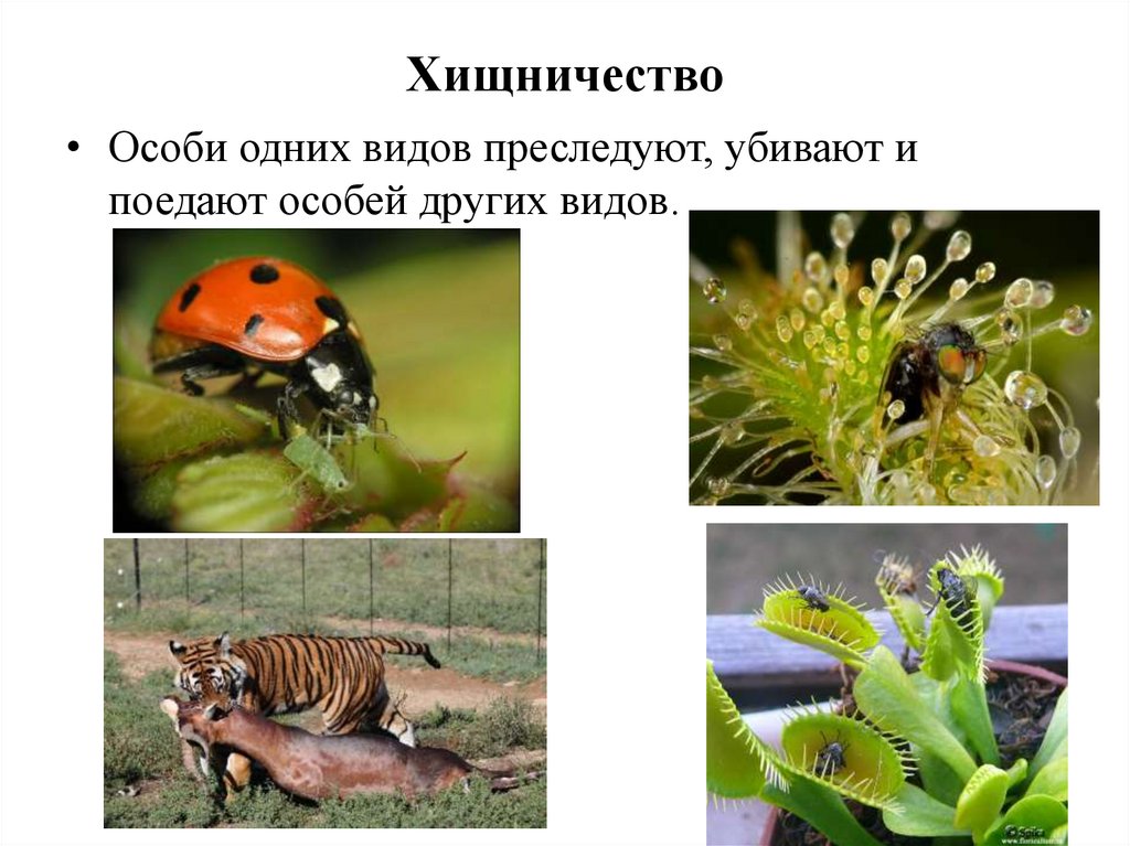 Хищничество характеристика. Примеры хищничества в природе. Хищничество между растениями. Хищничество Тип взаимоотношений. Хищничество примеры.