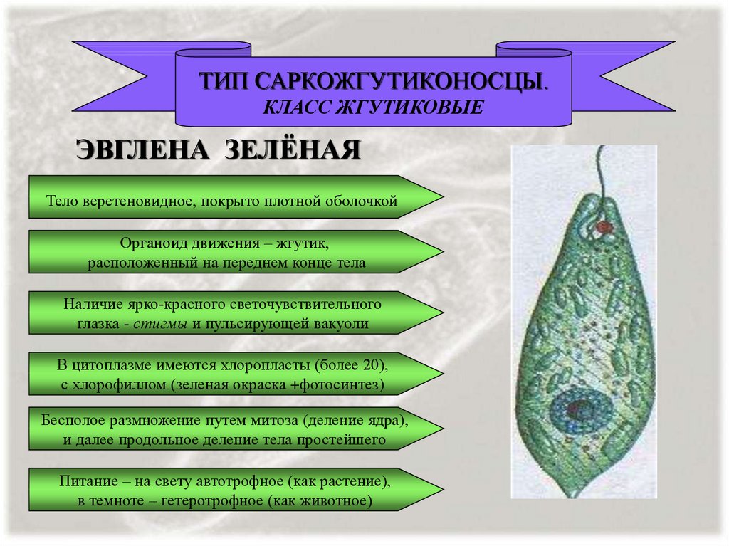 Строение эвглены зеленой 7 класс