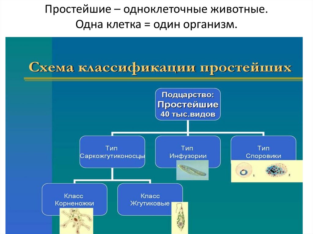 Простейшие общая характеристика. Классификация одноклеточных животных. Тип простейшие. Подцарство одноклеточные. Схема Подцарство одноклеточные.