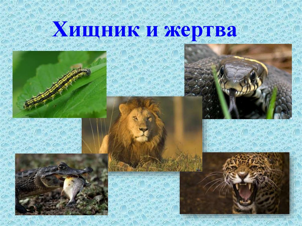 Чем отличаются хищники. Хищные животные примеры. Хищные животные адаптация. Коэволюция хищника и жертвы.