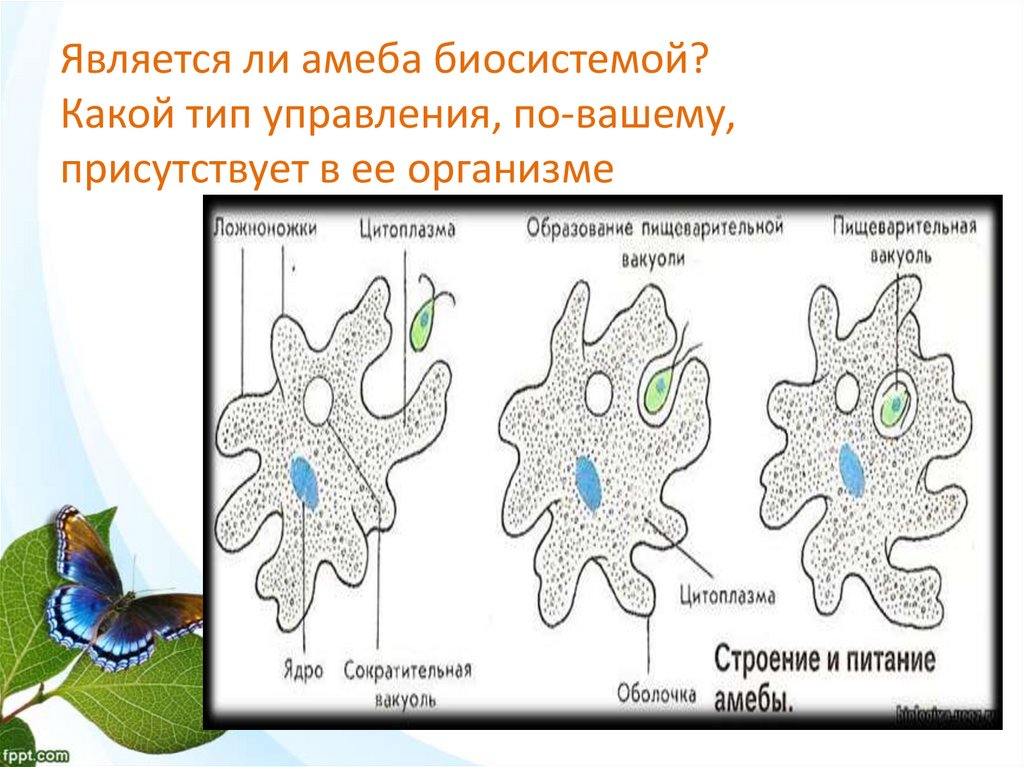 Какой процесс жизнедеятельности амебы представлен на рисунке