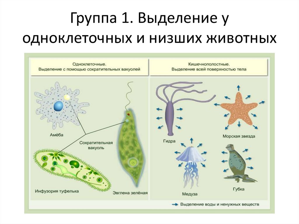Одноклеточные организмы не имеющие оформленного. Амеба инфузория туфелька эвглена зеленая. Выделение у одноклеточных животных. Выделение у одноклеточных. Представители одноклеточных животных.