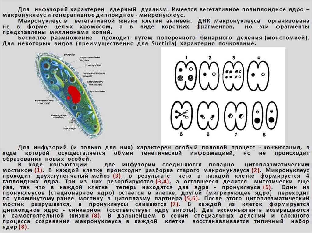 Конъюгация у инфузорий схема