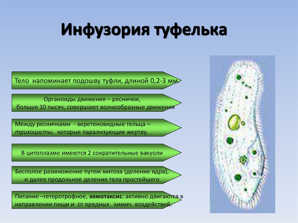 Что является простейшим элементом. Таблица функции органоидов инфузории. Функции инфузории туфельки 7 класс биология. Органоиды инфузории туфельки 7 класс. ПАРАМЕЦИЯ органоиды.