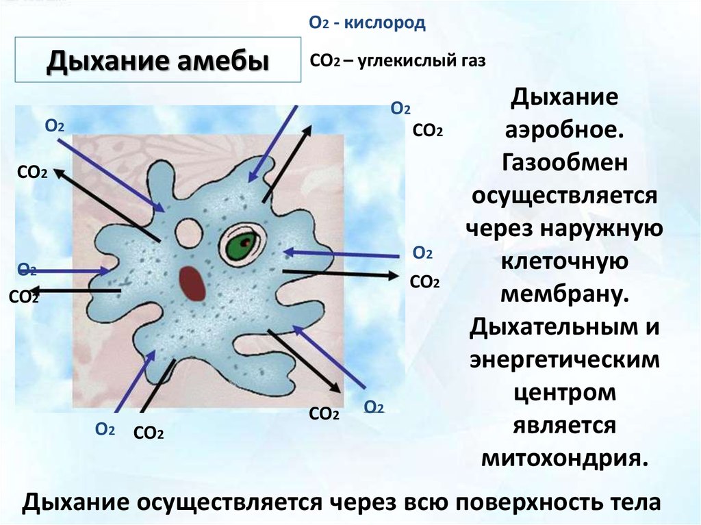 Образ жизни амебы. Тип Саркодовые и жгутиконосцы. Тип Саркодовые и жгутиконосцы Саркодовые. Саркодовые амебы это в биологии. Тип Саркодовые и жгутиконосцы класс Саркодовые.