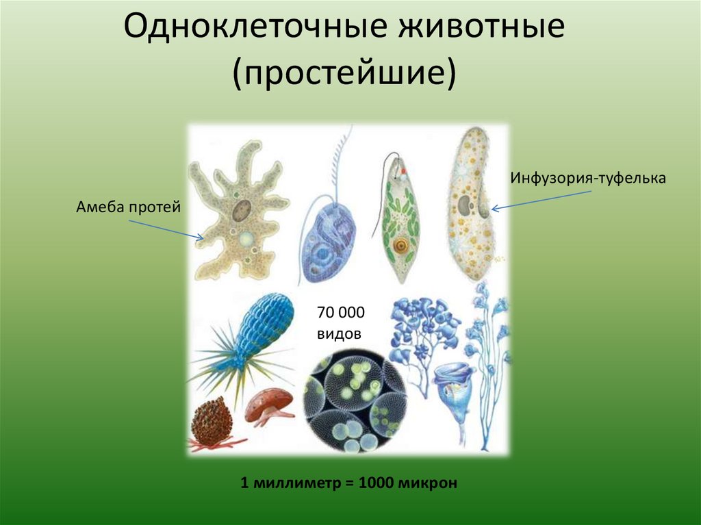 Какова роль в жизни одноклеточных и многоклеточных. Одноклеточные животных 5 класс биология. Одноклеточные животные 5 класс биология класс. Одноклеточныживотные:. Простейшие одноклеточные животные.