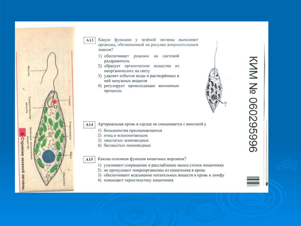 Проекты 11 класса по биологии