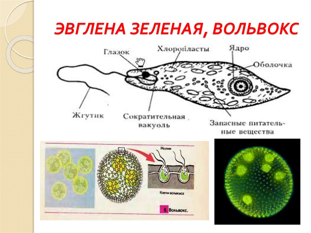 Форма эвглены зеленой. Инфузория вольвокс. Жгутиконосцы эвглена зеленая. Строение эвглены зеленой и вольвокса. Зеленая эвглена, хламидомонада и вольвокс.