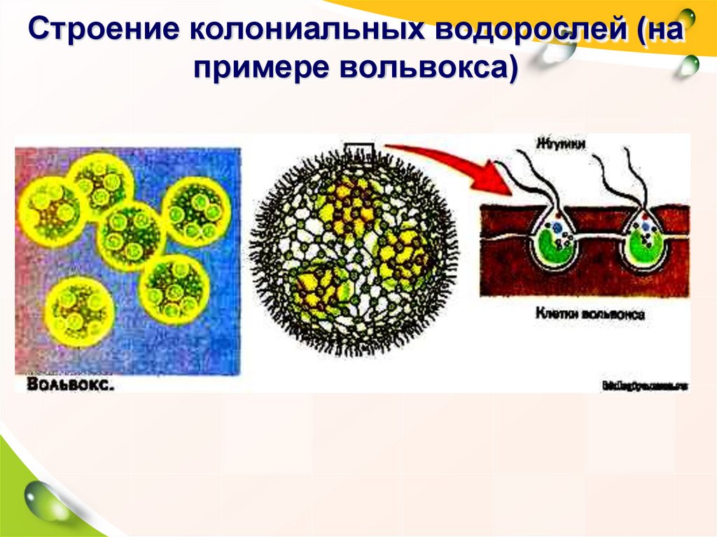 Вольвокс рисунок с подписями