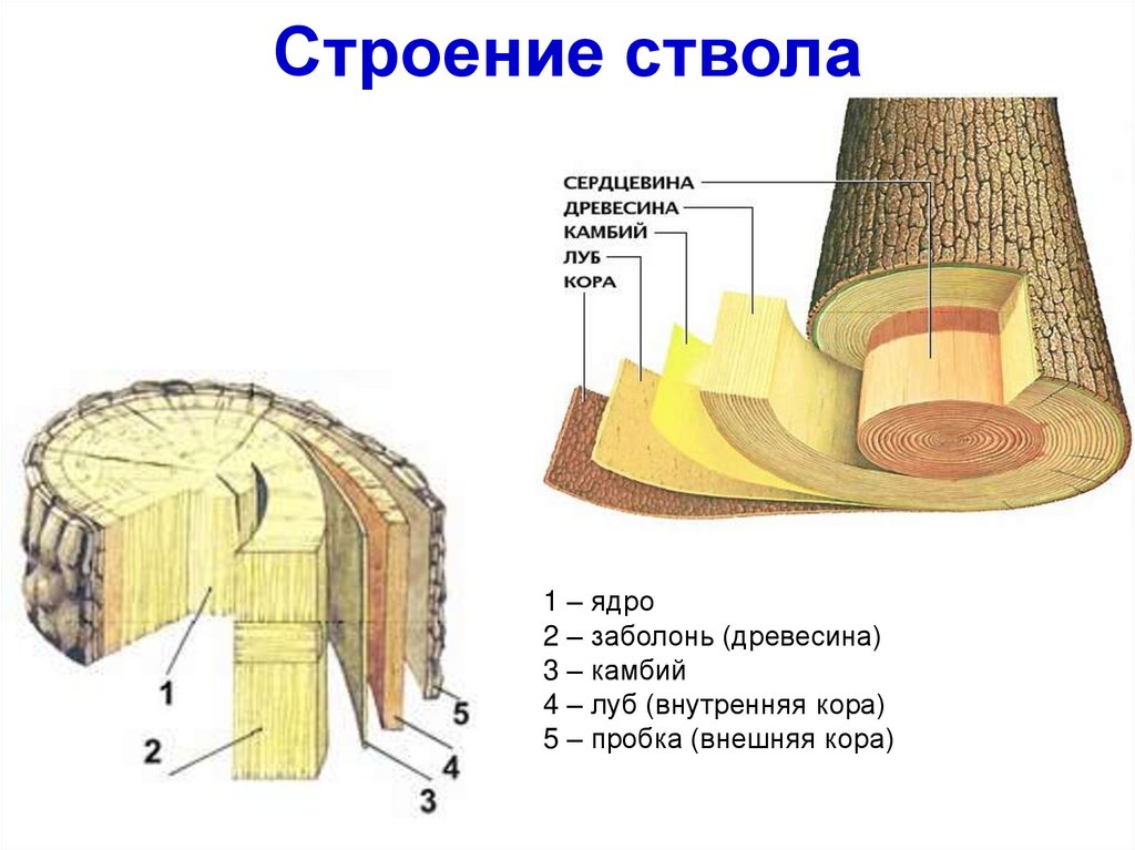 Спил дерева схема