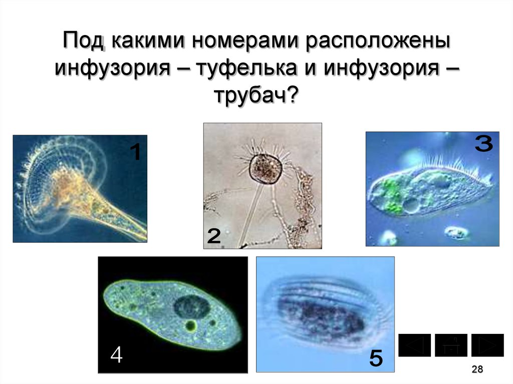 Одноклеточные животные список. Одноклеточные животные представители. Одноклеточные организмы названия. Одноклеточные животные 5 класс. Назовите одноклеточный организм.