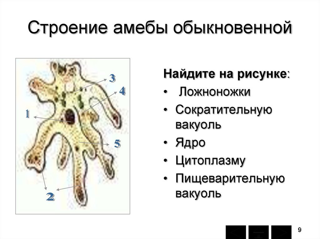 Строение амебы. Строение амебы пищеварительная вакуоль. Строение амебы обыкновенной. Обыкновенная амеба. Строение, значение.. Амёба обыкновенная пищеварительная вакуоль.