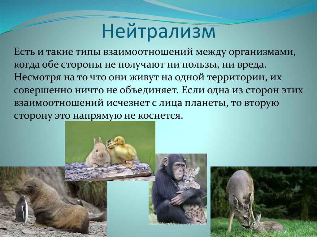 Польза живых организмов. Взаимоотношения между животными. Отношения между животными биология. Взаимоотношения между животными в природе. Типы взаимодействия животных в природе.