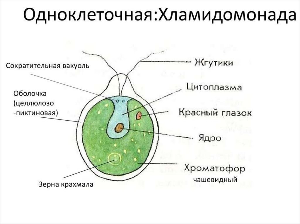 Одноклеточные организмы рисунок с подписями 5 класс