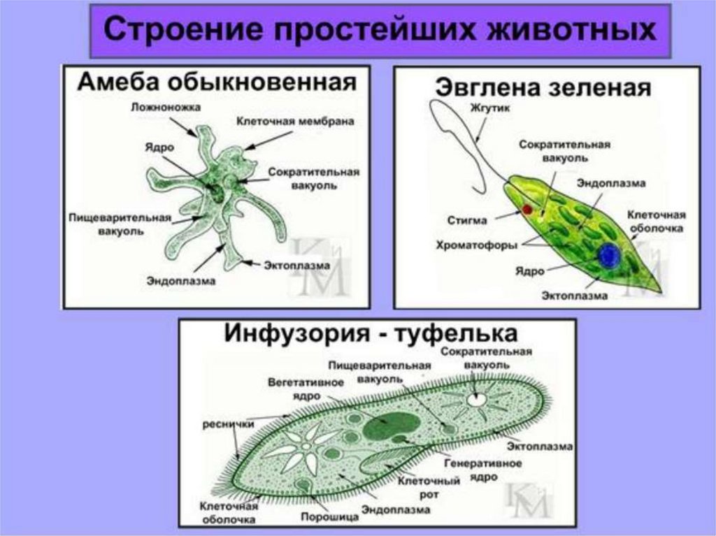 Фото амебы и эвглены