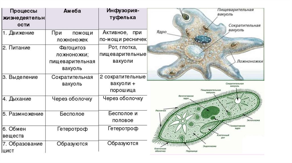 Какие процессы сопровождающие питание амебы изображены на рисунках а и б