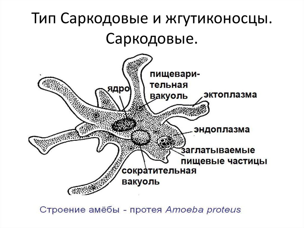 Амеба рисунок по биологии