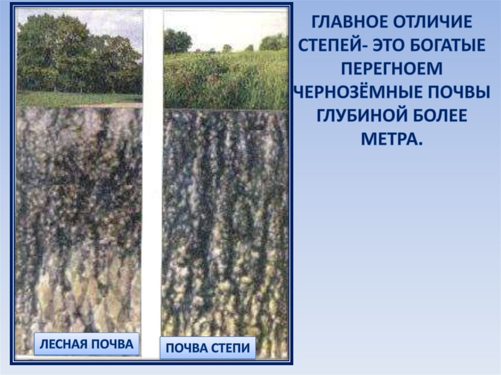 Какой тип почвы в степной зоне. Степи с черноземными почвами. Почвы степи в России. Тип почвы в степи России. Почвы Степной зоны.