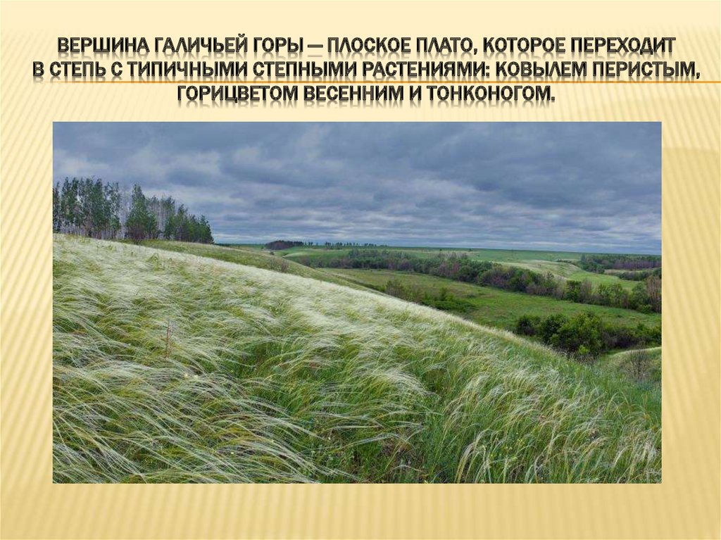 Какие природные комплексы отличаются от степи. Степь и Саванна отличия. Отличие степи от Луга. Природная зона степь в Донецкой области. Чем отличается степь от саванны.