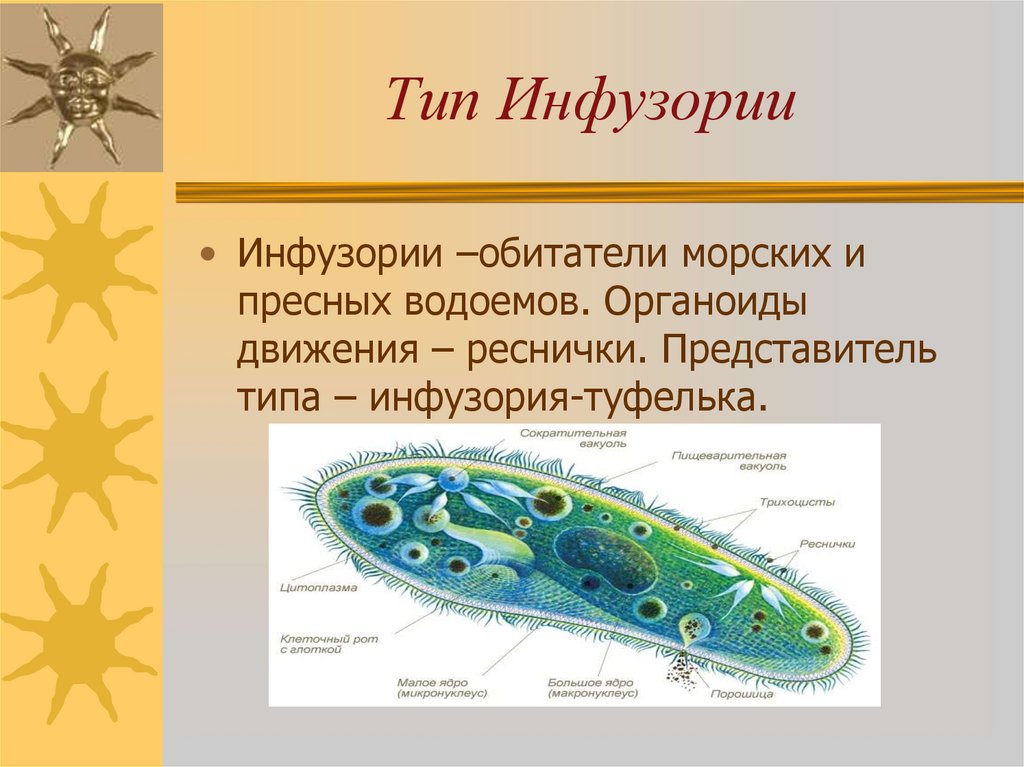 Какой тип питания характерен для инфузории туфельки изображенной на рисунке