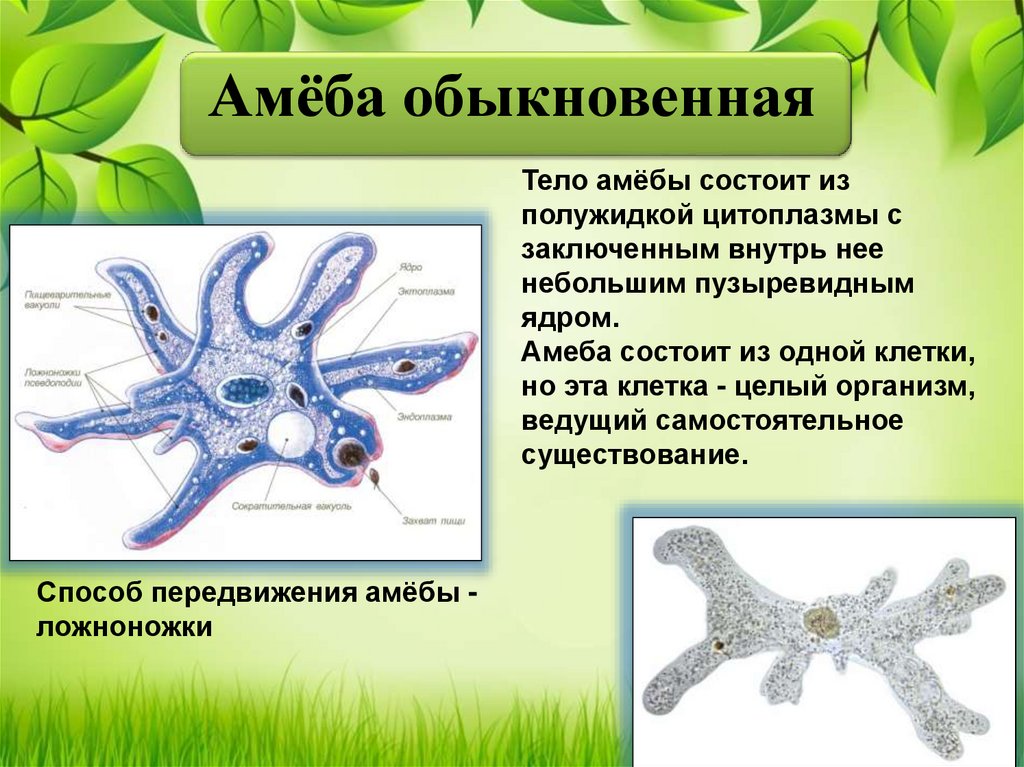 Зачем нужны простейшие организмы. Амёба обыкновенная 5 класс биология. Амеба одноклеточная. Клетка амеба обыкновенная. Одноклеточные организмы амеба.