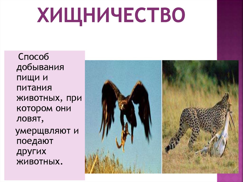 Хищничество виды организмов. Симбиоз хищничество. Примеры хищничества в природе. Примеры хищничества в биологии. Хищничество примеры животных.