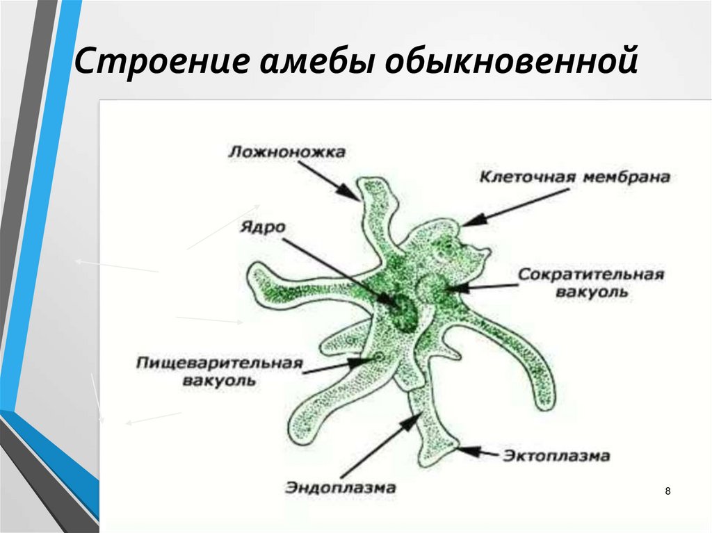 Форма тела постоянная образует ложноножки