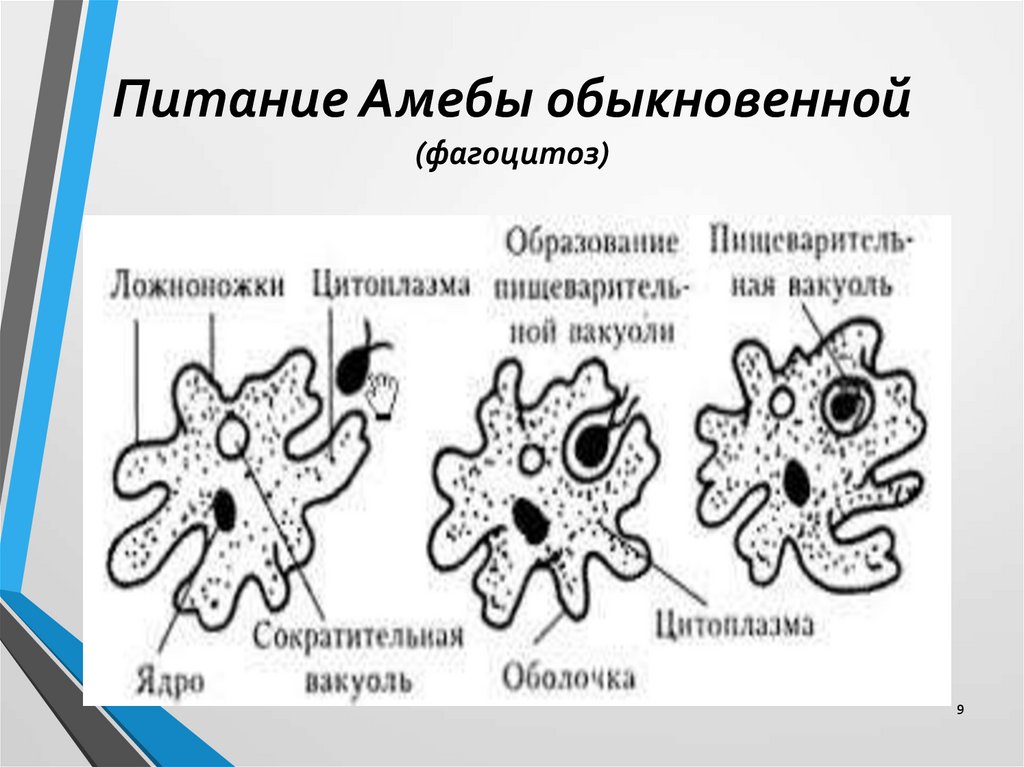 Какой процесс жизнедеятельности амебы представлен на рисунке