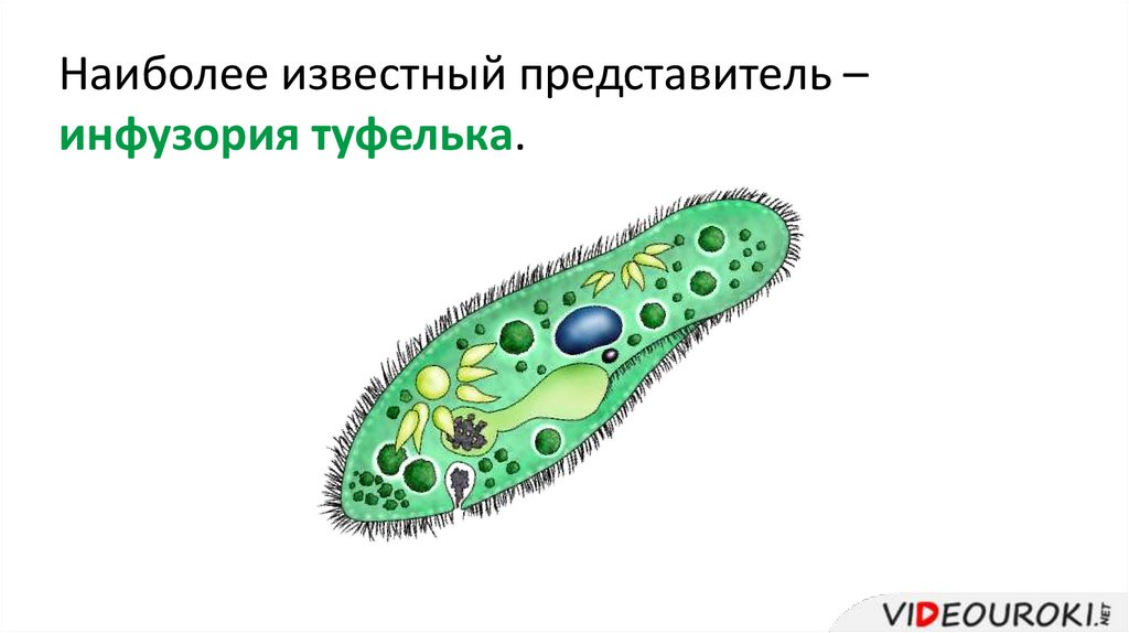 Рисунок инфузории туфельки с подписями. Инфузория туфелька макет своими руками.