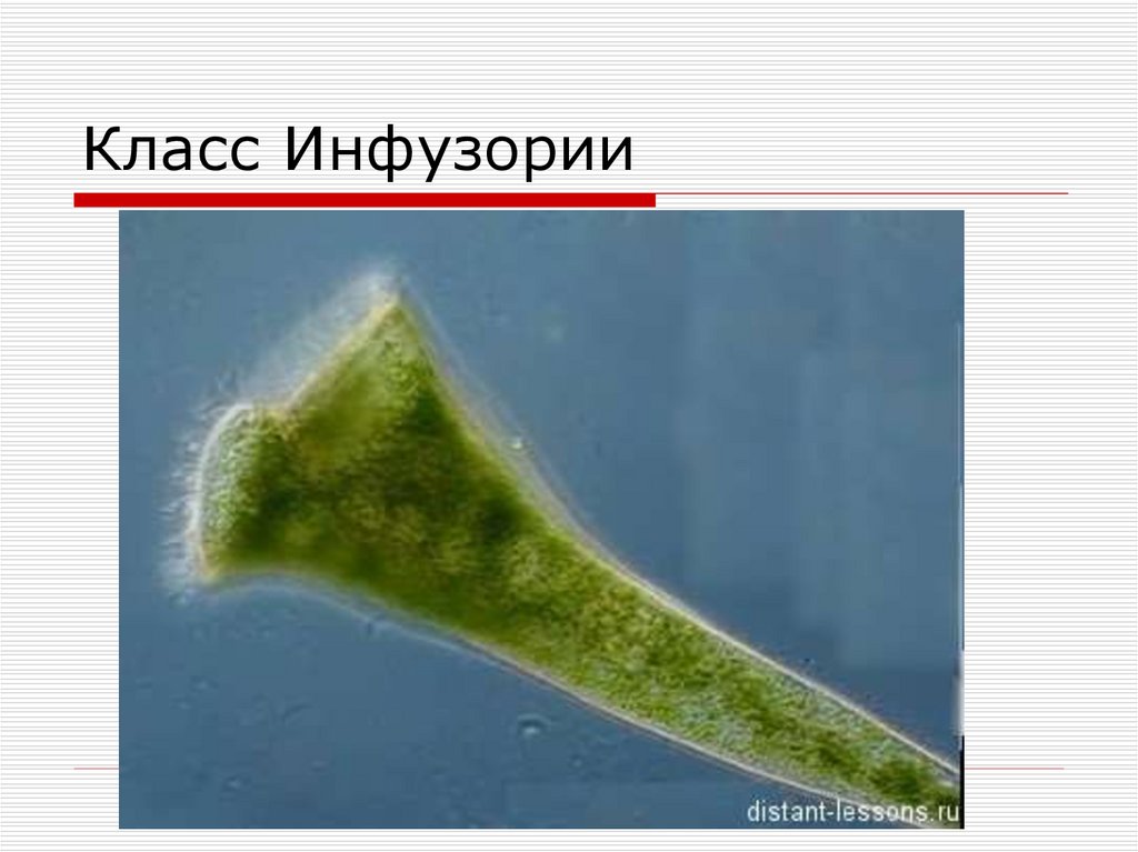 Инфузория трубач фото