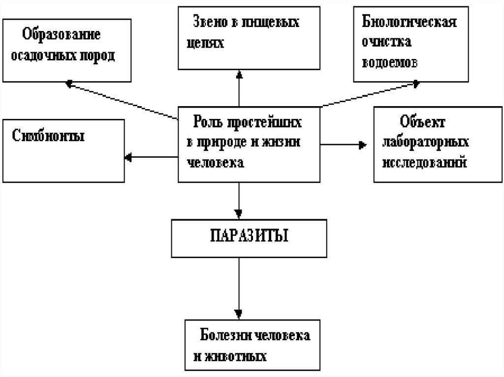 План значение простейших в природе и в жизни человека