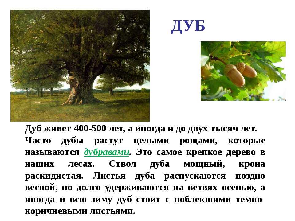 Дуб 4 класс. Доклад про дуб. Рассказ о дубе. Дуб дерево описание. Описание дуба.