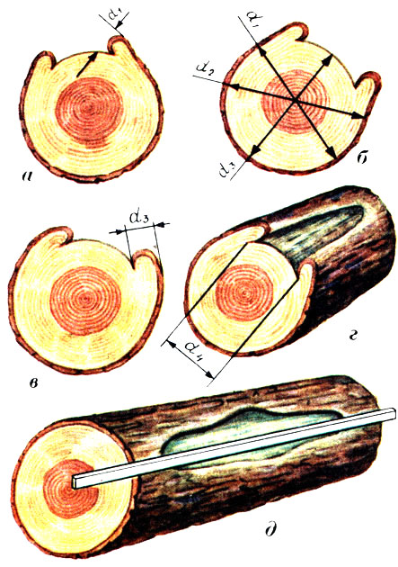 Двойная сердцевина. Пороки древесины сухобокость. Пороки строения древесины сухобокость. Пороки древесины прорость. Пороки круглых лесоматериалов.