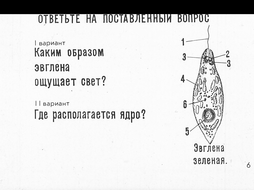 Форма эвглены зеленой. Эвглена зеленая рисунок с подписями.