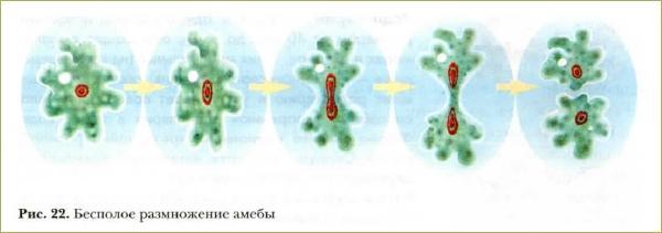 Размножение амебы. Бесполое размножение амёбы. Бесполое размножение амёбы рисунок. Деление амебы. Размножение амебы делением.